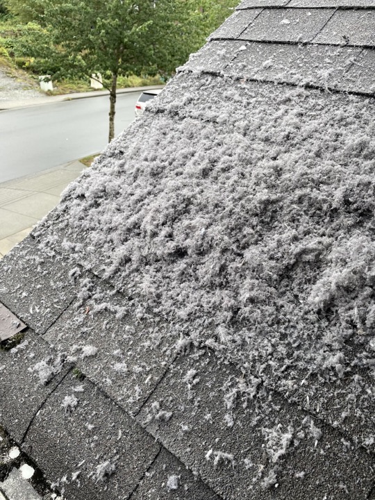 Lint removed from a residential dryer vent during cleaning